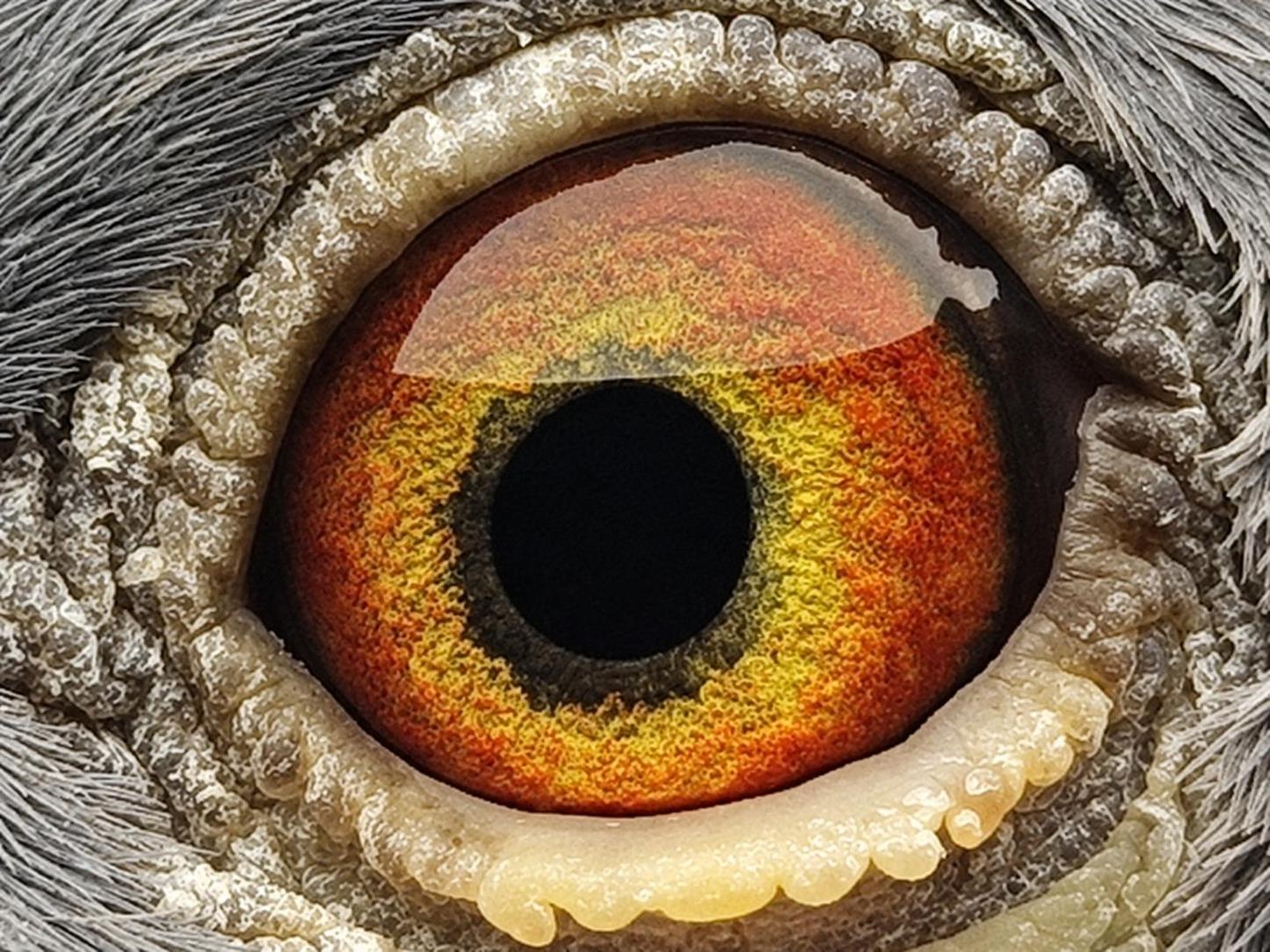 Pigeon eye
